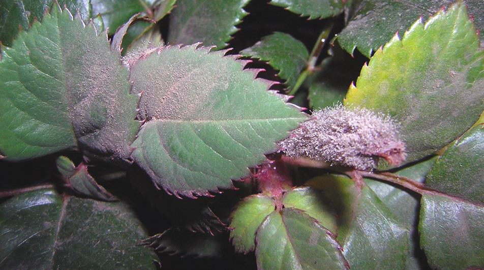 Botrytis - credit: Flickr/ Svetlana Lisova (CC by S.A 2.0)